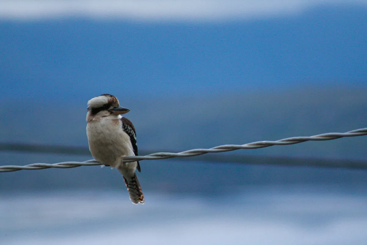Mallacoota_Kookaburra