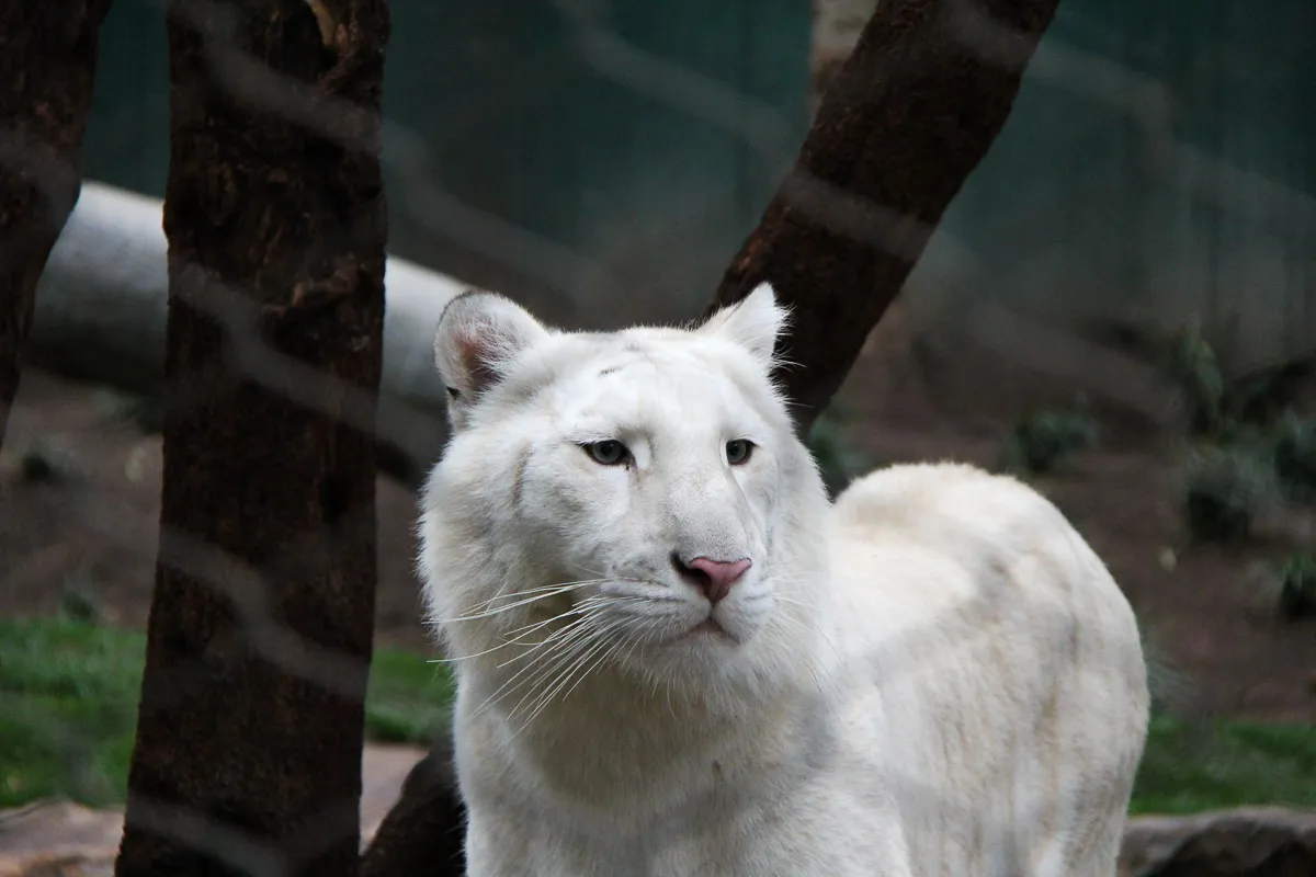 Las_Vagas_White_Tiger