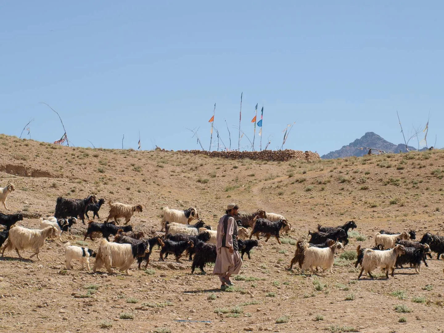 Shepherd