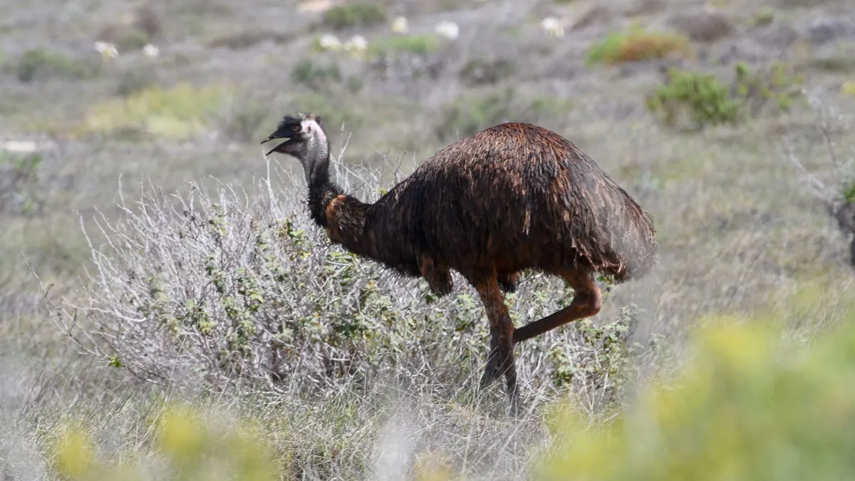 Australia · Ospray Bay · Emu