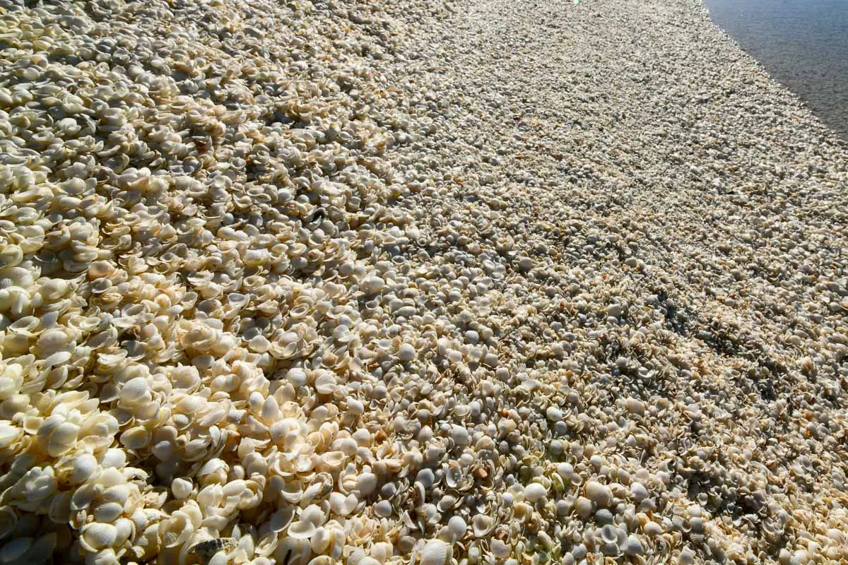 Australia · Shell Beach