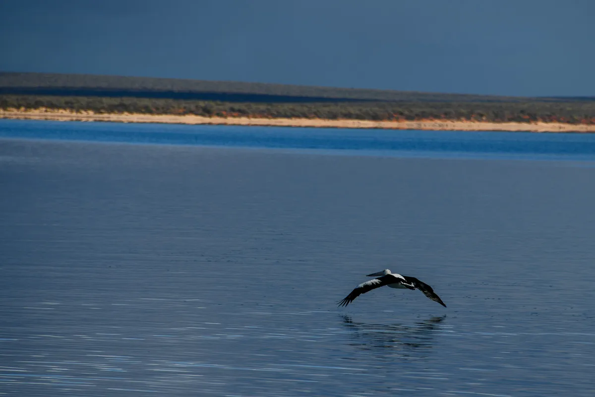 Money Mire · Pelican