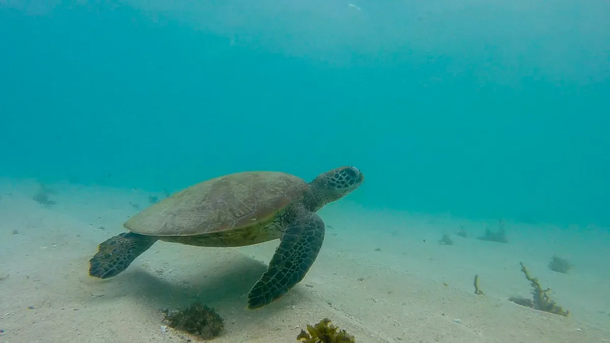 Australia · Ningaloo Reef · Green Sea Turtle