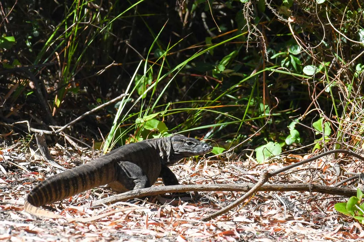 Australia · Humpback Hollow · Rosenberg's Monitor