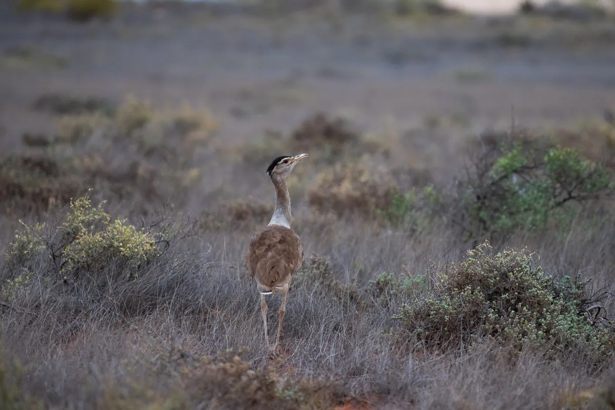 Bustard