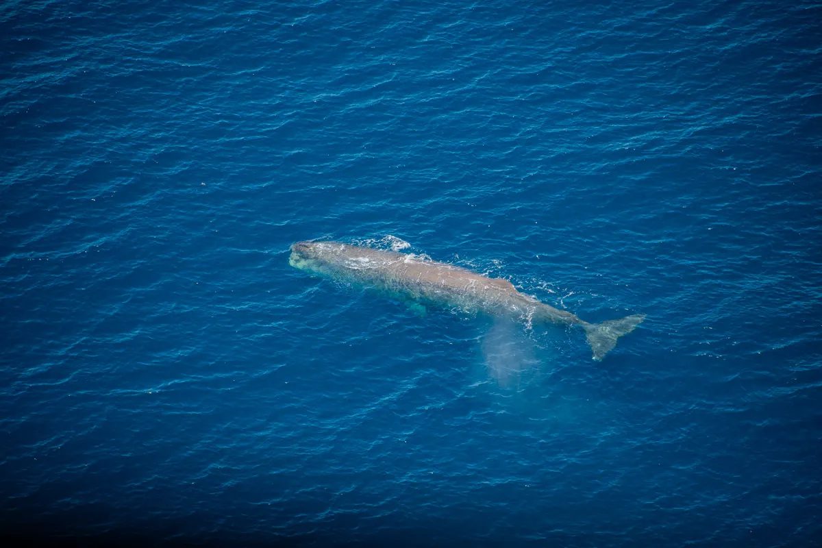 New Zealand · Kiakoura · Sperm Whale