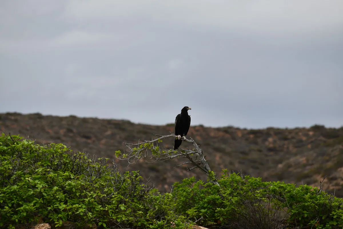 Wedge Tail Eagle