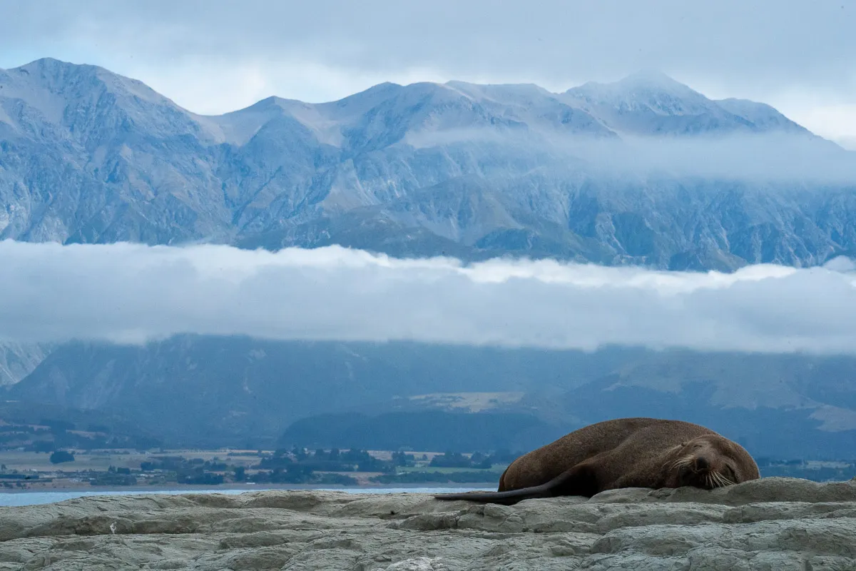 Kaikōura Seal · NZ