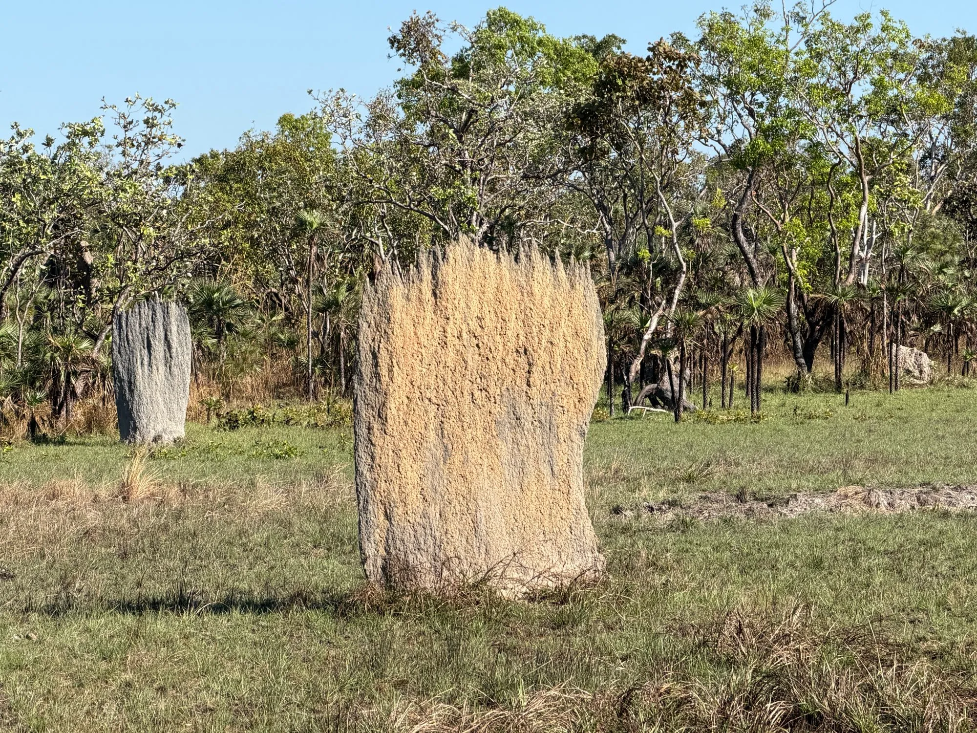 Litchfield National Park · Magnetic Termite Mounds